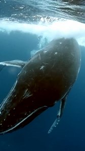 85K views · 1.1K reactions | How Whale Evolution Kind of Sucked | Eons • PBS | Facebook