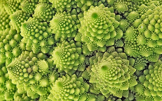 L'origine de la forme fractale du chou romanesco dévoilée