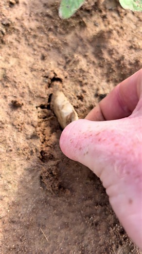 Sweet broken head that was repurposed! #arrowhead #history #rockhound #artifact #outdoors