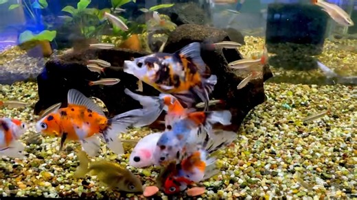 Calico fantails 🎉🎉🎉 #paulsaquariums #brisbane | Paul's Aquariums