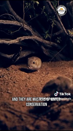 Kangaroo Rat: The Amazing Jumping Mammal