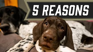 6.9K views · 116 reactions | German Shorthaired Pointer | Is It The Right Dog For You? In this video we talk about the 5 things you should consider before getting a GSP for your family. Follow along to learn about what we suggest you think about. | Standing Stone Kennels | Facebook