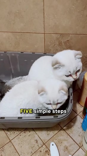 Five Steps: Litter Box Training for Kittens! 🐱💗