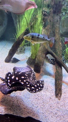 Biggest aquarium in busan ,south korea