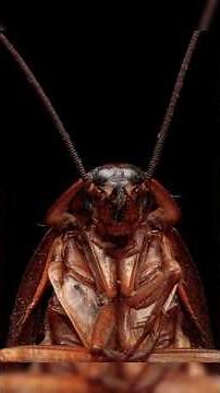 Cockroaches Can Sense Disasters Before Humans — Scientific Fact?