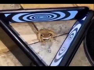 phrog