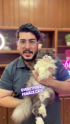 Cat Mating: Understanding the Process and Signs of Heat