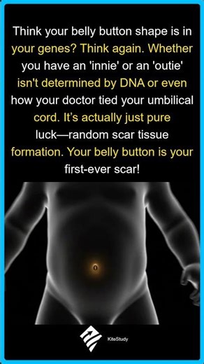 The Secret of Your Belly Button