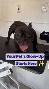 🚐💨 Paw Mobile is more than a grooming service — it’s your pet’s spa on wheels! 🛁🐾 From driveway to glow-up, we make tails wag and pets shine ✨🐶🐱 Ready for your furry friend’s turn? 👉 Book today and let the glow-up roll! ✨ 📞 (734) 578-6818 . . . #pawmobile #petgrooming #doggrooming #catgrooming #mobilegrooming #happypets #petspa | Pawmobilegrooming