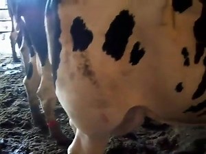 L'abcès de cette vache percé par le veto, dégeu...