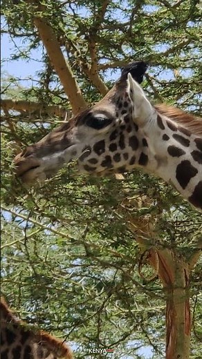 GIRAFFE SOUNDS | Learn Animals with Kiddopedia #Shorts