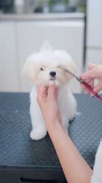 小さな舌が可愛い子犬をトリミングしたら・・・🐶