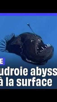 Une baudroie abyssale filmée à la surface