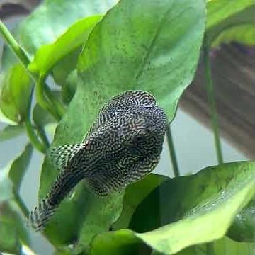 Reticulated Hillstream Loach (Sewellia Lineolata)