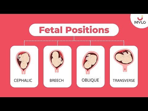 Types Of Fetal Positions | Types Of Fetal Positions During Pregnancy | Mylo Family