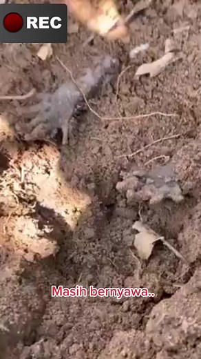 putus_urat_kentut on TikTok