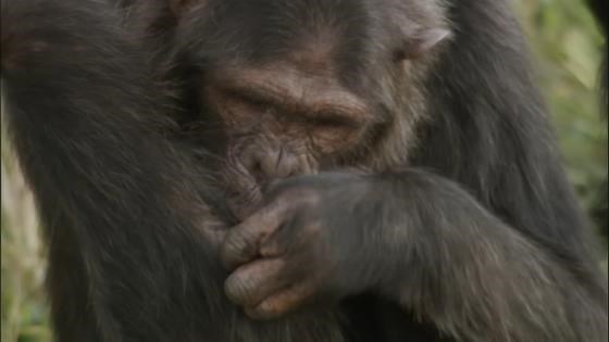 Why Chimpanzees Are Far Stronger Than Humans