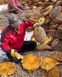 1.5M views · 7.1K reactions | Fieldwork made easy! | Things Easier | Facebook