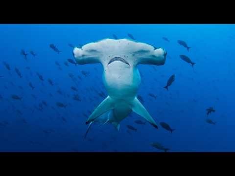 Sharks of the Galapagos: An Ocean of Diversity • Daily Dose of Nature