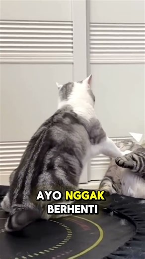 This cat even has a tail #cat #cat #cutecat #cutecat #cute #cutecat #ytshorts #ytshort