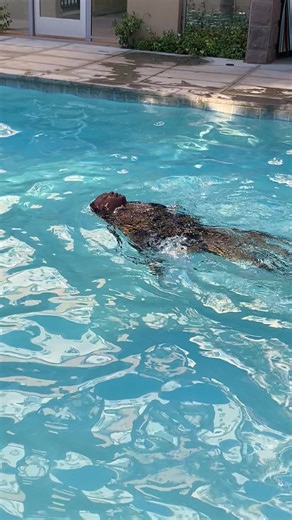 Laps in the Pool: A Swimming Journey