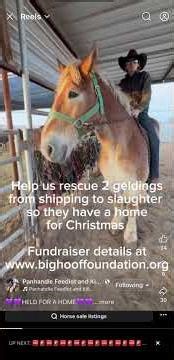 2 Belgian Draft horses need a home for Christmas, Help us rescue them before their time runs out!
