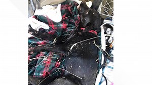 Idaho dog recovering after being shot multiple times