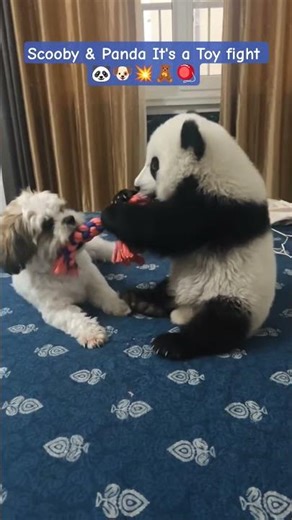 Scooby’s Workout Routine: Dragging a 20lb Panda across the room. #dog #doglove #puppy #animals