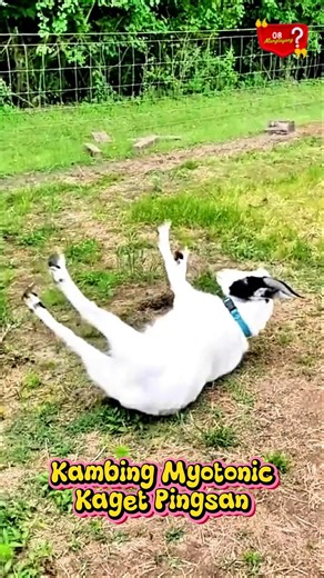 ❓ Why Do Myotonic Goats Faint Immediately When Shocked? 😵
