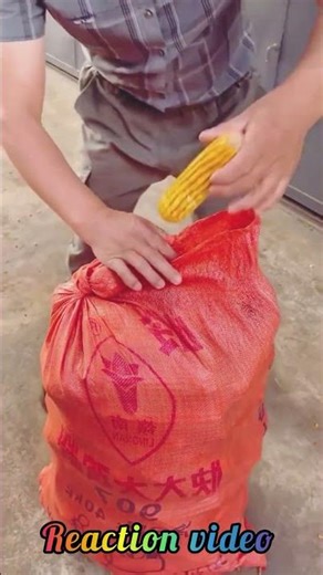 Easy Sack Packing Method for Farmers: Fast and Efficient Technique 🚜