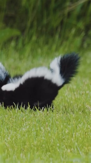 They’re cute, striped, and seriously misunderstood. 🦨 Skunks do a lot more than spray — and their secret talents might surprise you! 🌿 🎥 Watch the full short to learn some weird and wonderful skunk facts you’ll actually want to remember. #SkunkFacts #WildlifeEducation #NatureLovers #WeirdWildlife #FunFacts #EcoEducation #AnimalTok | DIY Nature