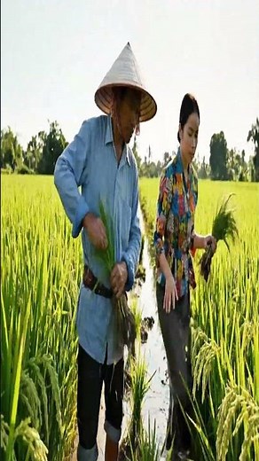 Jasmine Rice Farming Process: From Paddy Fields to Pearly White 1kg Premium Pack