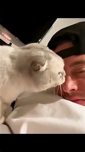 The Funniest Grumpy Cat Moments That Will Make Your Day 😂