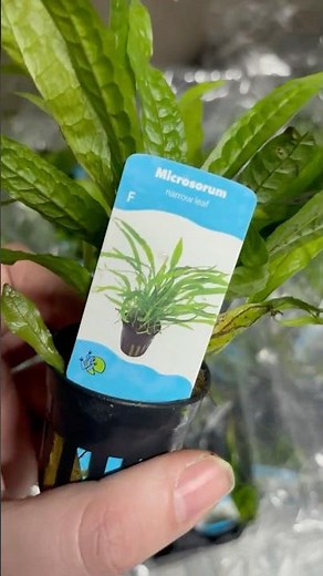 Microsorum Pteropus Narrow Leaf - Aquariumplantenshop