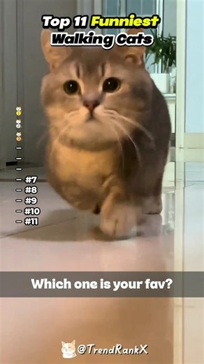 Walking Cats 😼