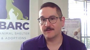 I found a stray animal—What do I do? BARC weighs in