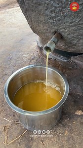 Traditional Badam Oil Extraction - Almond Oil making from Bull Driven Cold Pressed Oil #almondoil #badamoil | South Indian Food