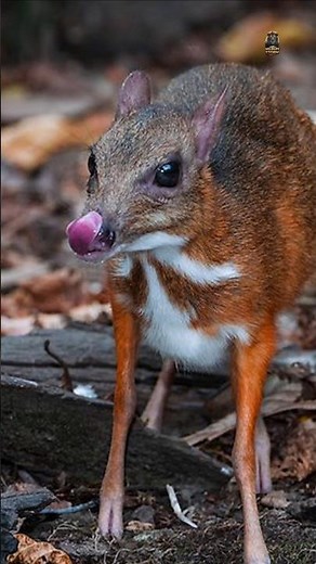 Lesser Mouse Deer – The World’s Smallest Hoofed Animal 🦌✨