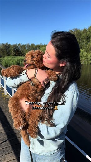 Get Your Mini Labradoodle Today! Adorable Puppies Available