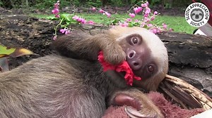 115K views · 7.8K reactions | It's true that sloths LOVE hibiscus...