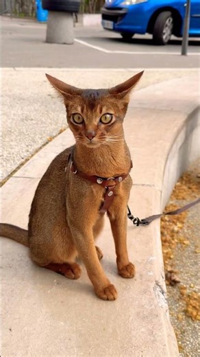 Caractéristiques de l'Abyssin #cat