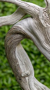 Happening Now: Juniper Deadwood Maintenance The beauty of Junipers bonsai lies in their striking contrast between vibrant live veins and intricate deadwood. Learn how to wash, define, and preserve deadwood to elevate your Juniper’s aesthetic and increase its value. Explore the full process on Mirai Mobile and master deadwood maintenance for your Junipers! . . . . . #bonsai #bonsaitree #bonsaiwork #bonsaiworld #bonsaiartist #bonsaievolution #juniperbonsai | Bonsai Mirai