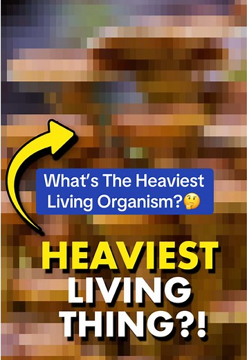 Discovering the Heaviest Living Organism on Earth