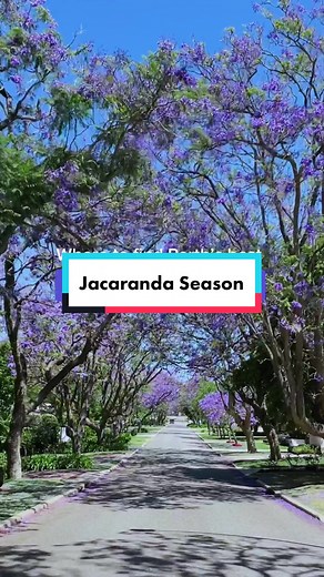 Perth is awash with purple!! 💜 Here’s where to find the best jacarand...