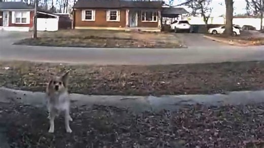 Hero dog helps police find and rescue missing 3-year-old