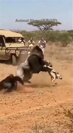 Mother Gorilla’s Fury 💥🦍 #ショート #animals #wildlife #쇼츠