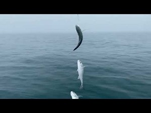 Sabiki Blue Runners for off-shore live bait fishing.