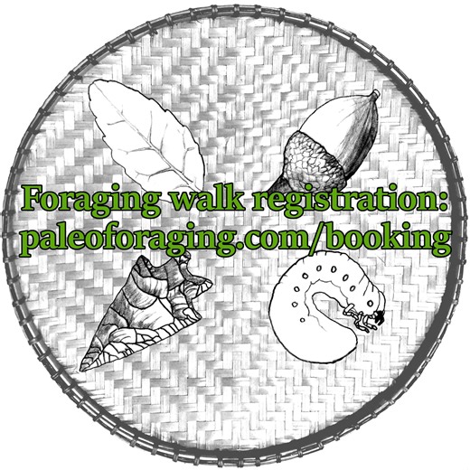 A foraging guide that covers the whole US may only have a few edible species you'll encounter on a given trail. My custom foraging guide covers 39 edible and 50 useful species on the 1 mile trail of my next foraging walk. Species entries are from my ethnobotany manuscript, which covers the Indigenous uses of over one thousand species in Texas, with my photos of local plants added. #foraging #urbanforaging #forager #ethnobotany #herbalism | Paleo Foraging