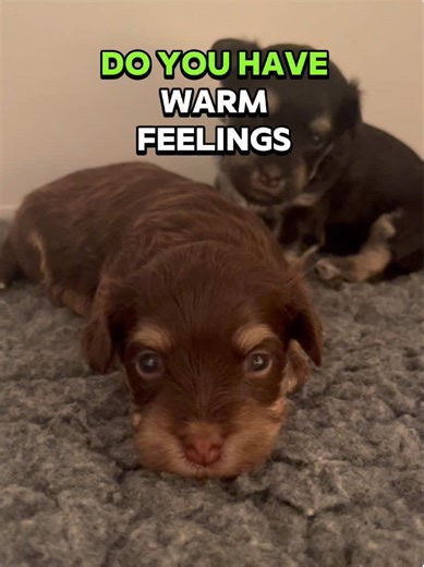 Havanese puppies! Warm feelings? These puppies make you all gooyey 🥰 inside! Non malting, loyal, cuddly dogs that will love you forever #pup #havanesedog #feelings #followus #warm