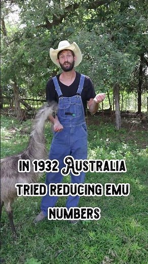 3 Facts About Emus